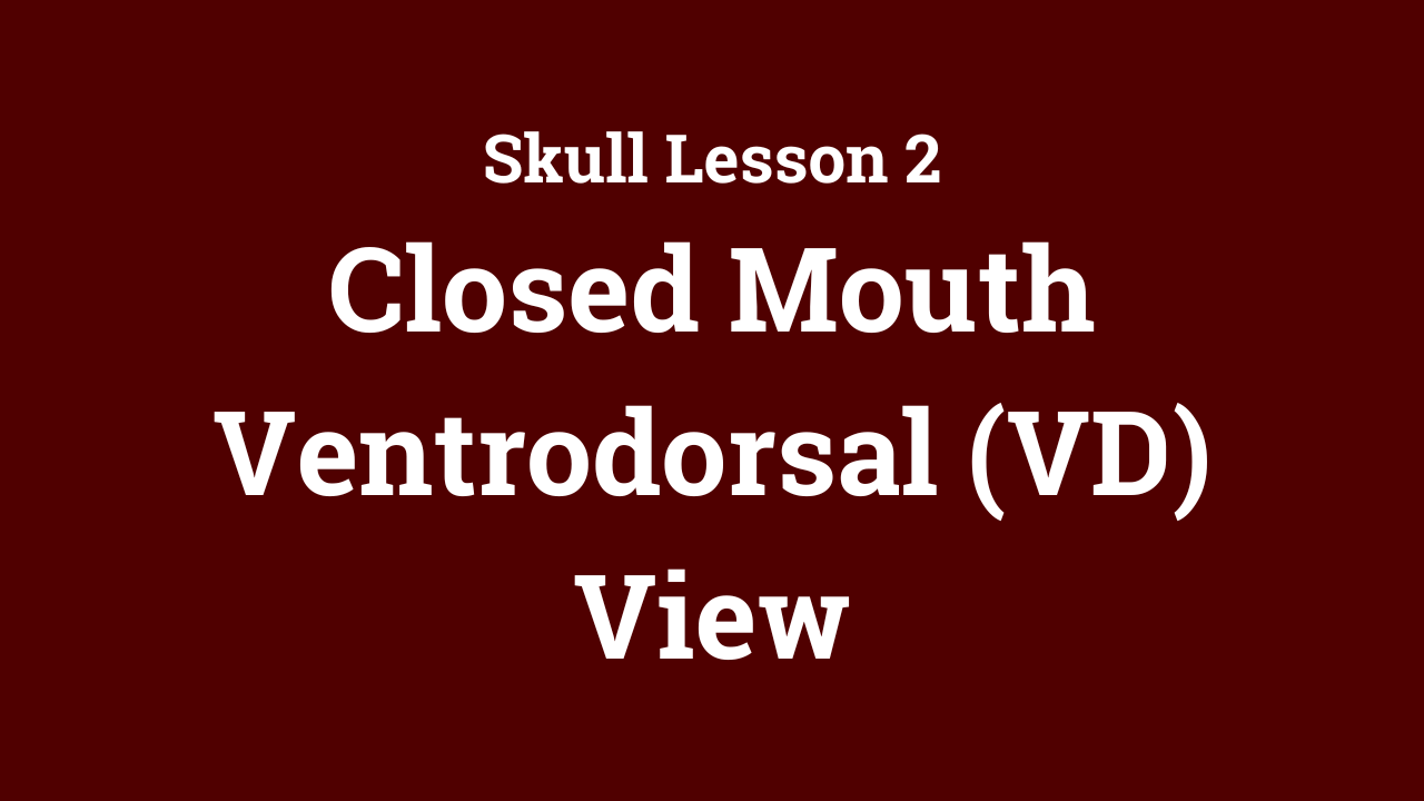 Skull: Closed Mouth Ventrodorsal (VD) View
