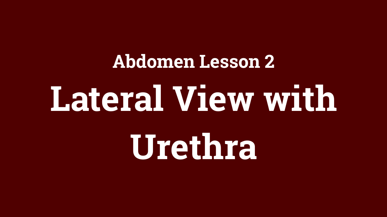Abdomen: Lateral View with Urethra