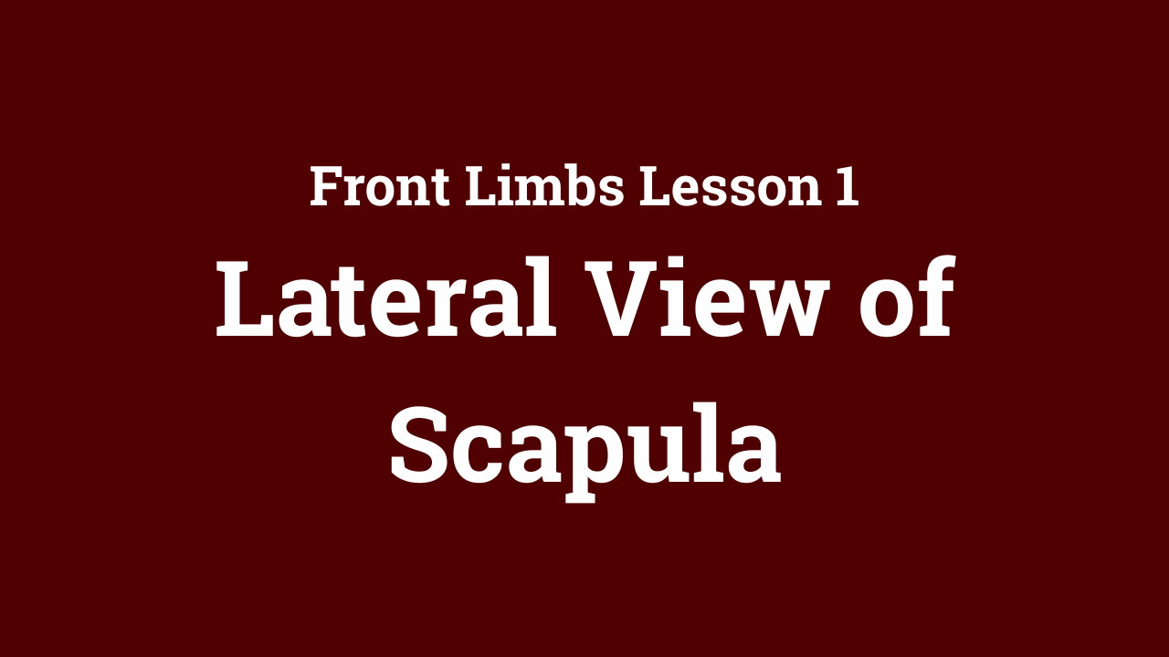 Front Limbs: Lateral View of Scapula
