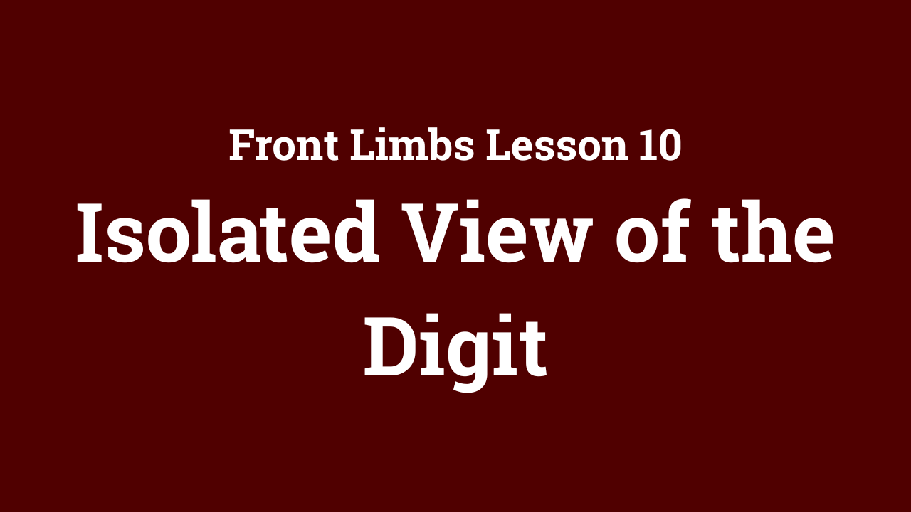 Front Limbs: Isolated View of the Digit