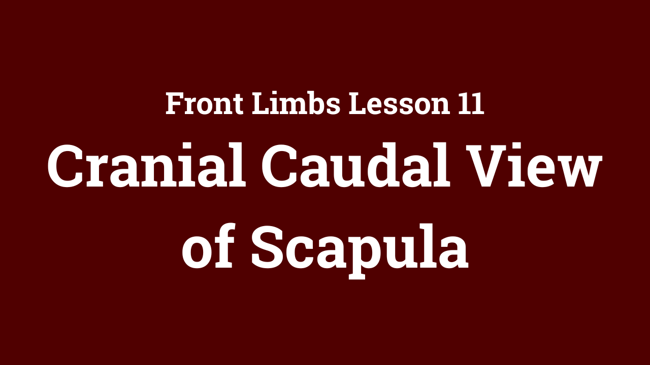 Front Limbs: Cranial-Caudal View of Scapula