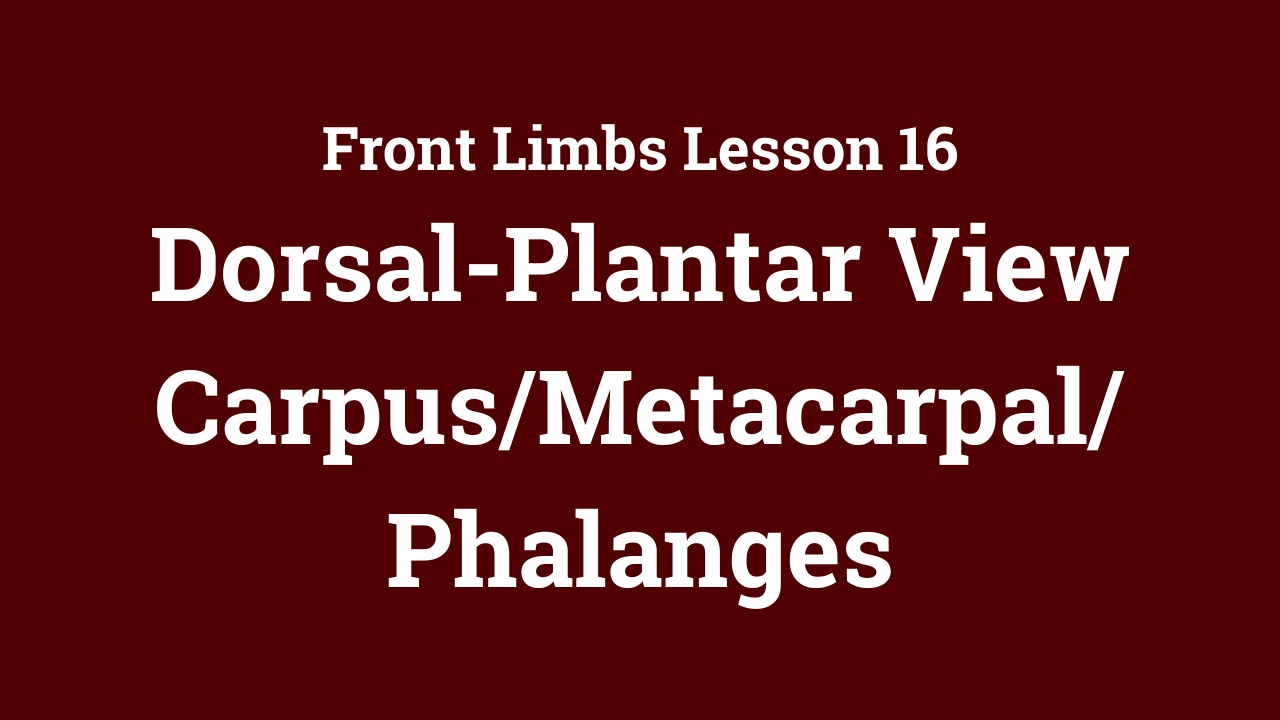 Front Limbs: Dorsal-Plantar View Carpus/Metacarpal/Phalanges