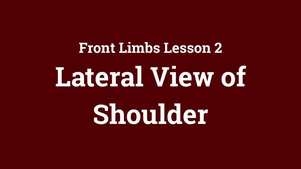 Front Limbs: Lateral View of Shoulder