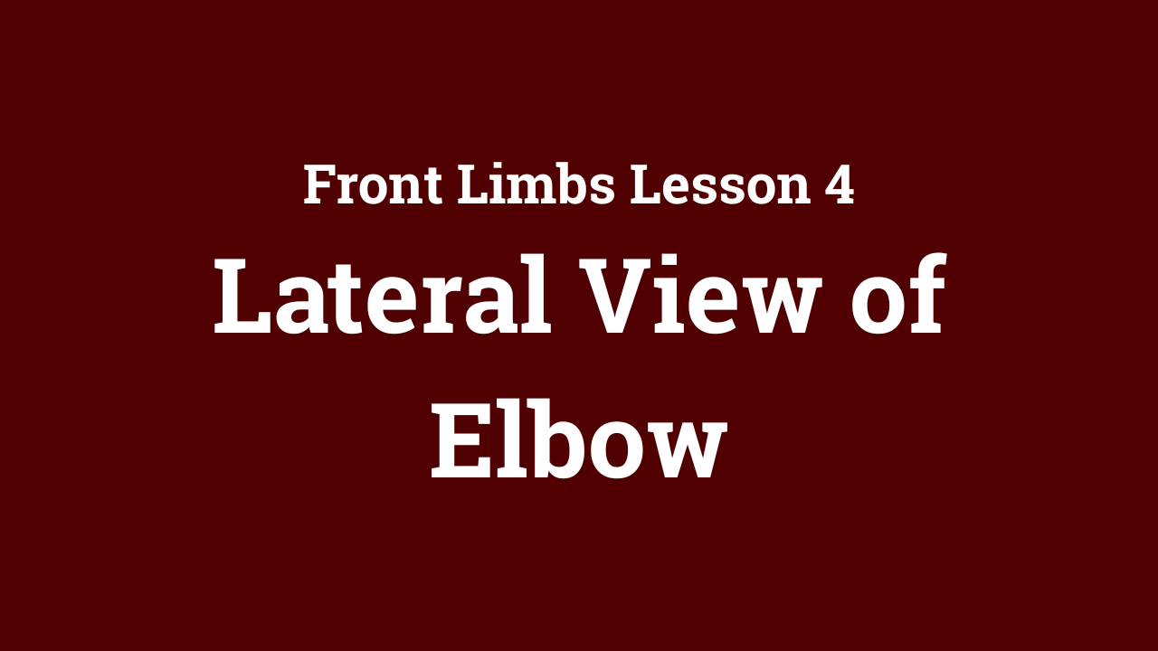 Front Limbs: Lateral View of Elbow