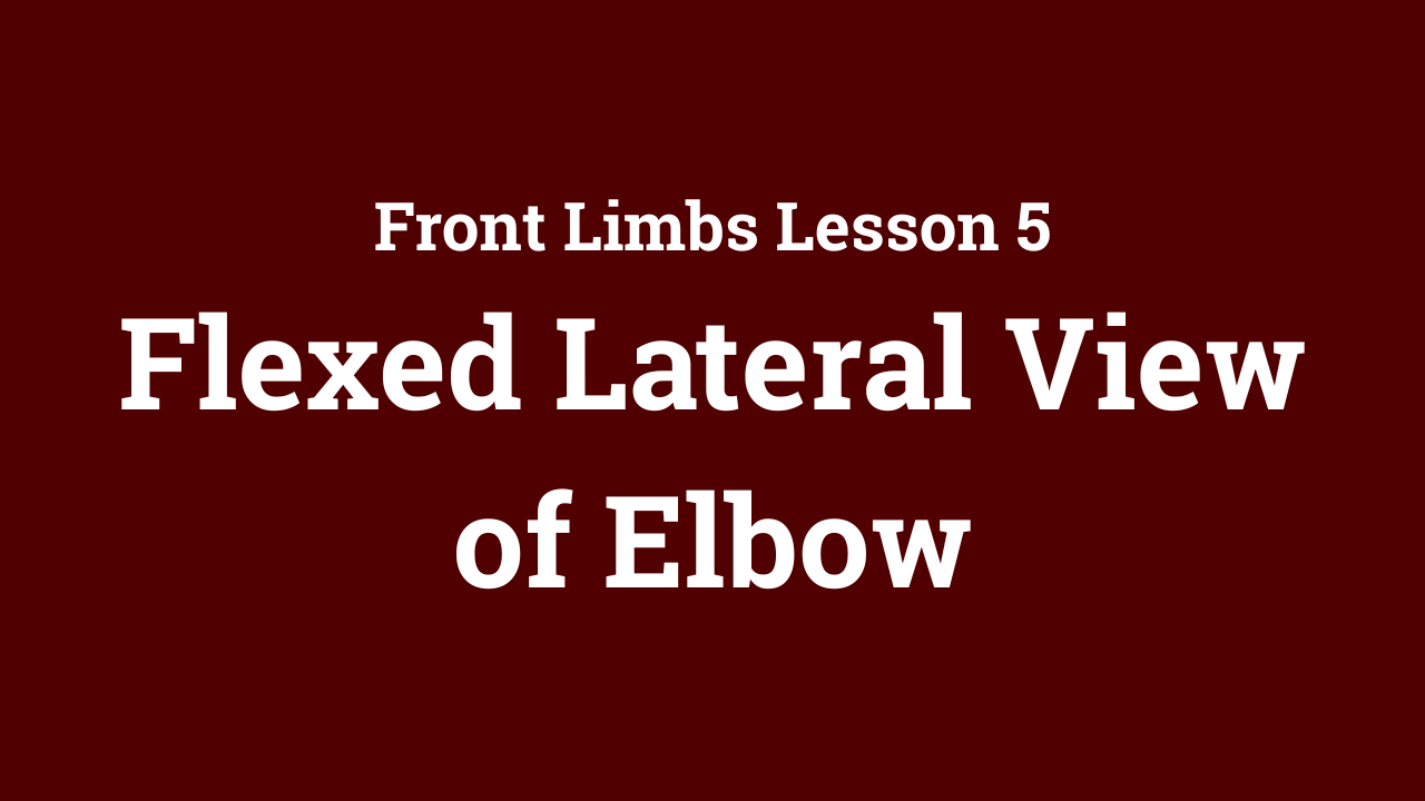Front Limbs: Flexed Lateral View of Elbow