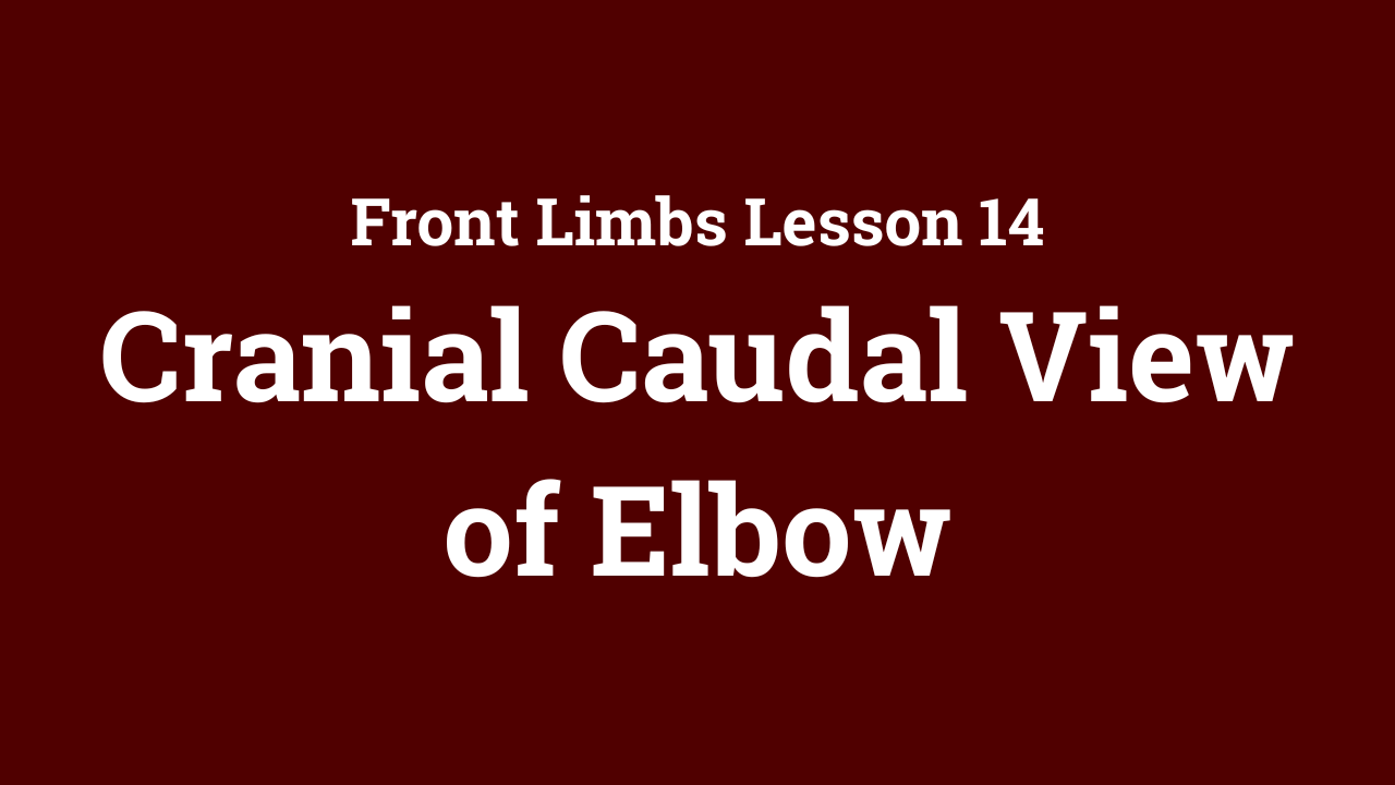 Front Limbs: Cranial Caudal View of Elbow
