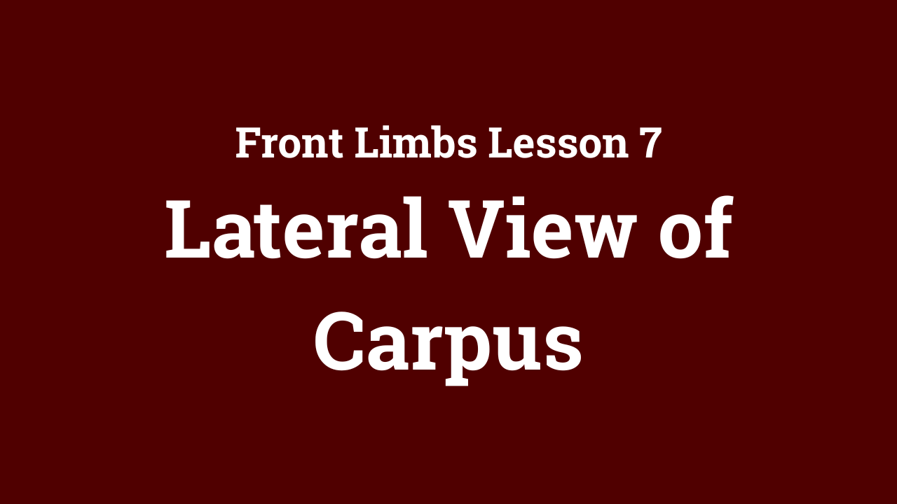 Front Limbs: Lateral View of Carpus