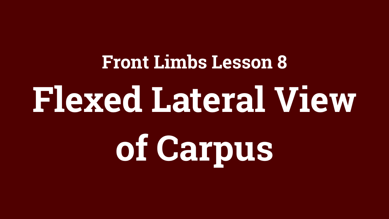 Front Limbs: Flexed Lateral View of Carpus
