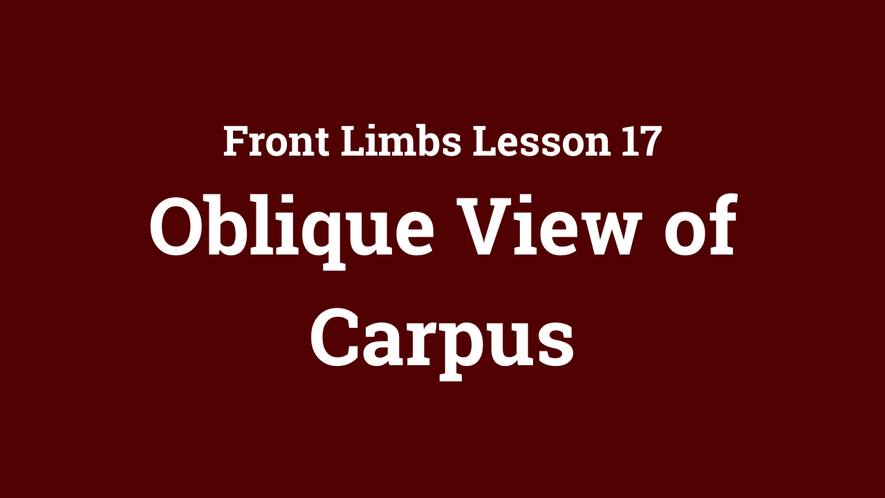 Front Limbs: Oblique View of Carpus