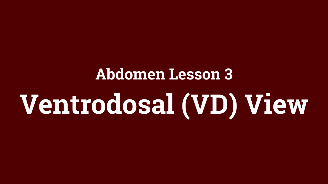 Abdomen: Ventrodosal (VD) View