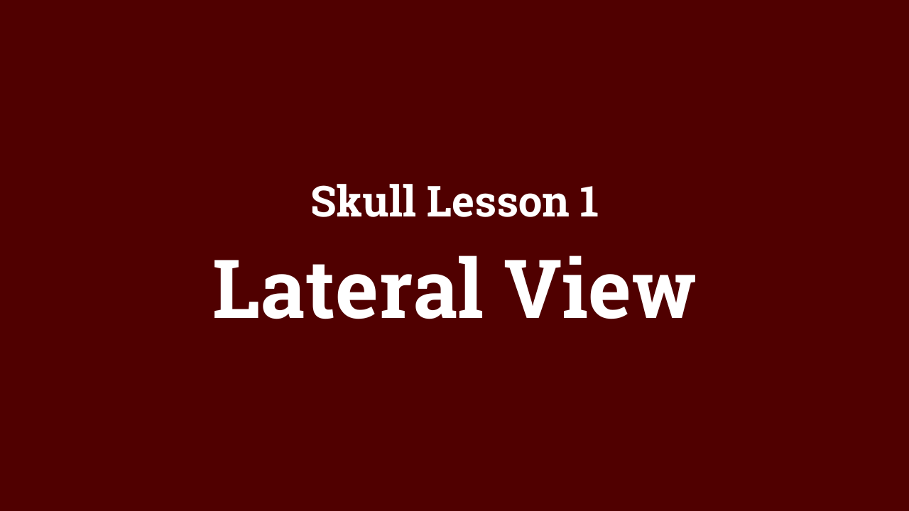 Skull: Lateral View