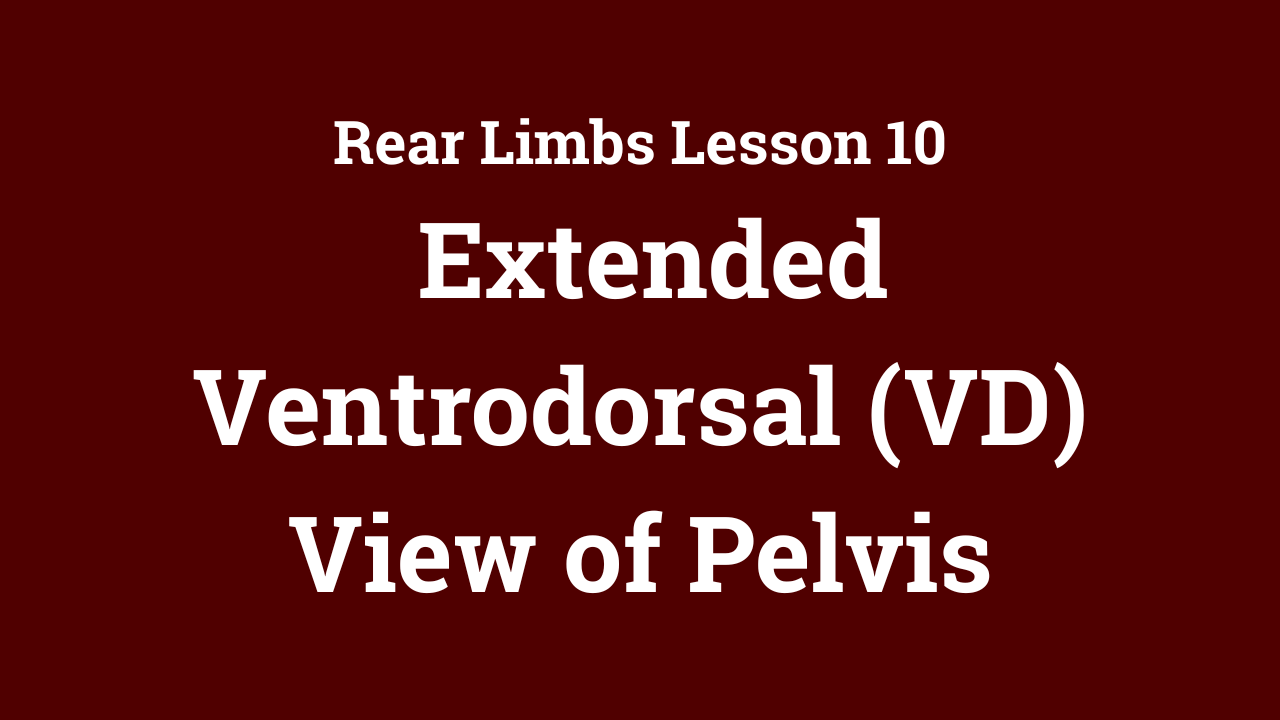 Rear Limbs: Extended Ventrodorsal (VD) View of Pelvis