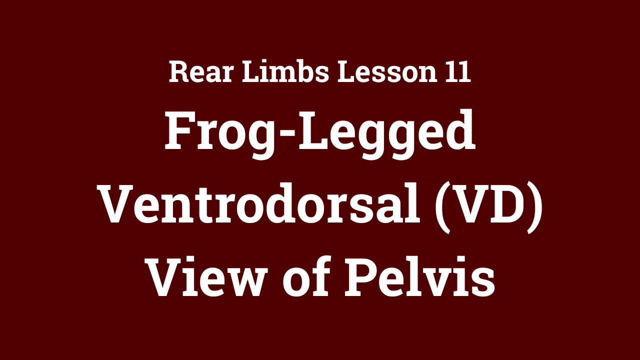 Rear Limbs: Frog-Legged Ventrodorsal (VD) View of Pelvis