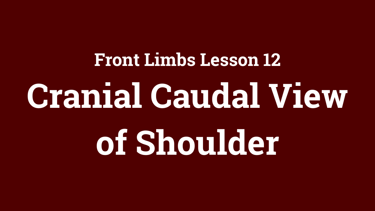 Front Limbs: Cranial Caudal View of Shoulder