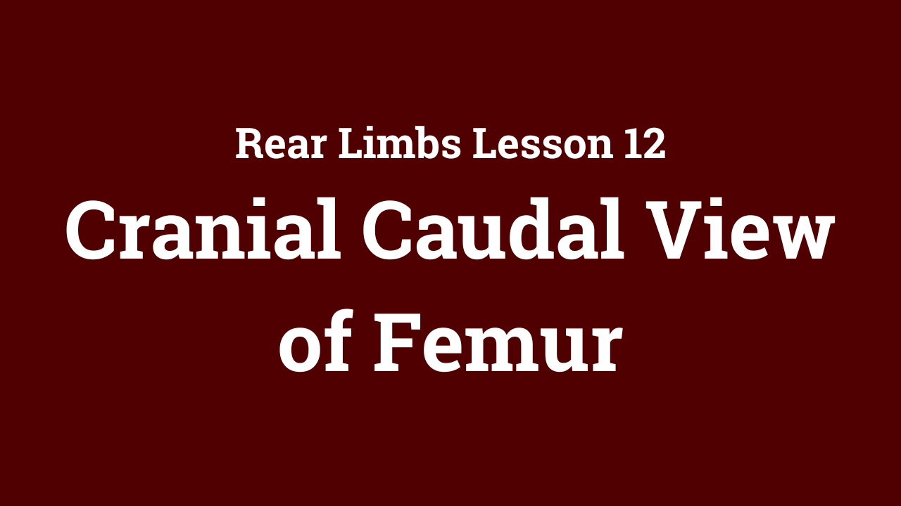 Rear Limbs: Cranial Caudal View of Femur