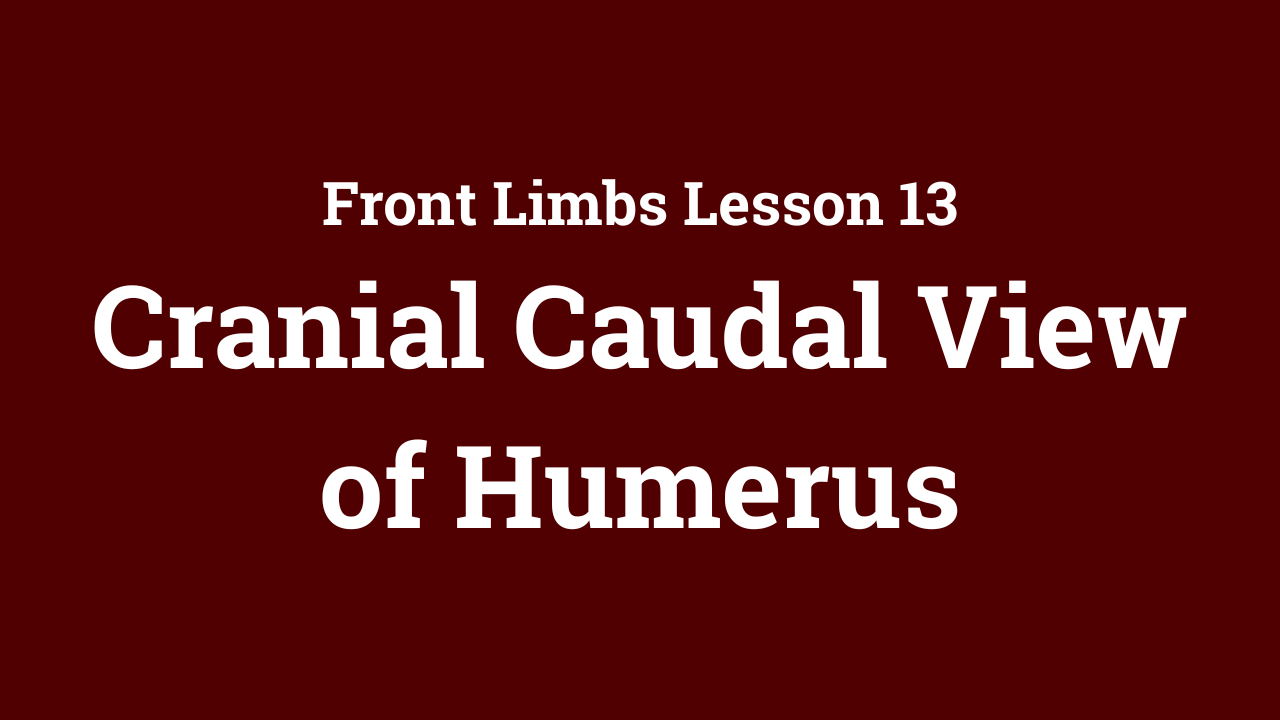Front Limbs: Cranial Caudal View of Humerus