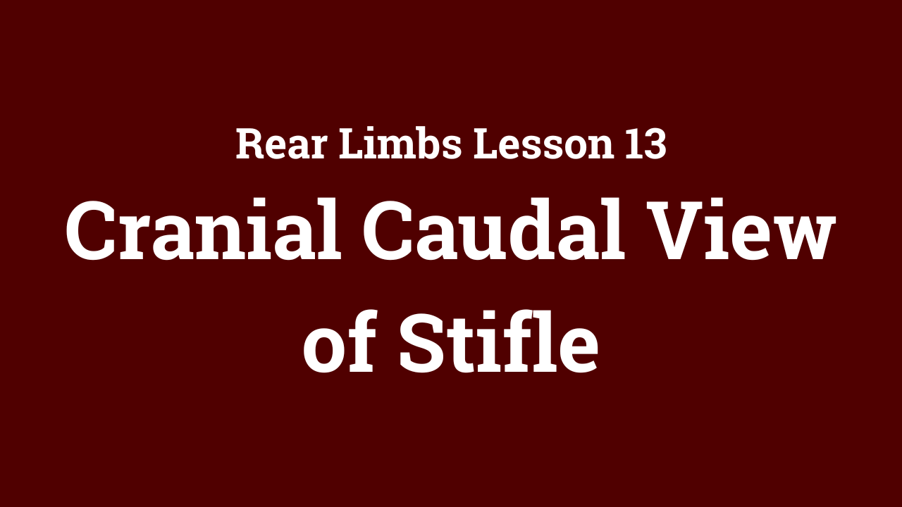 Rear Limb: Cranial Caudal View of Stifle