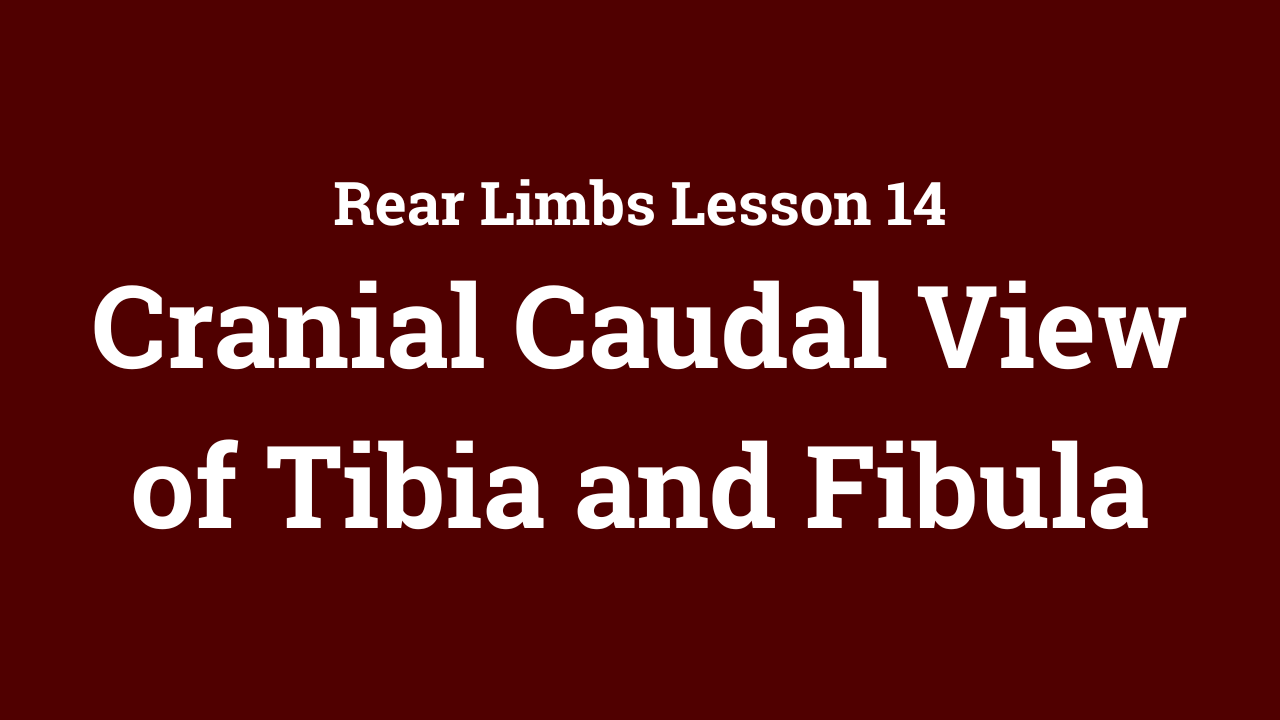 Rear Limbs: Cranial Caudal View of Tibia and Fibula