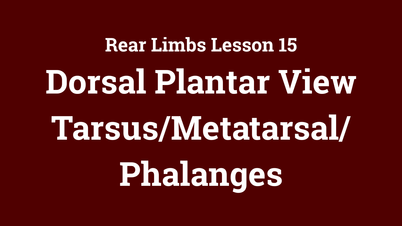 Rear Limbs: Dorsal Plantar View Tarsus/Metatarsal/Phalanges