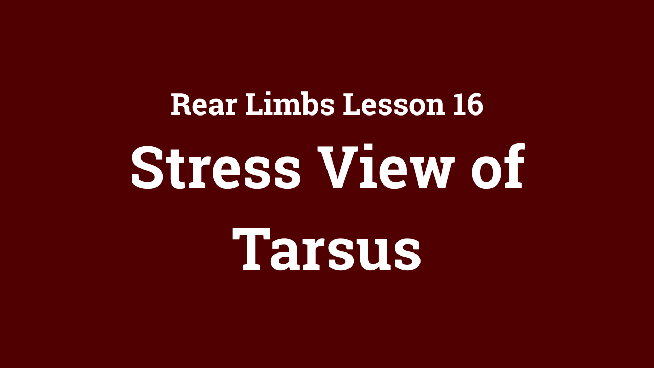 Rear Limb: Stress View of Tarsus
