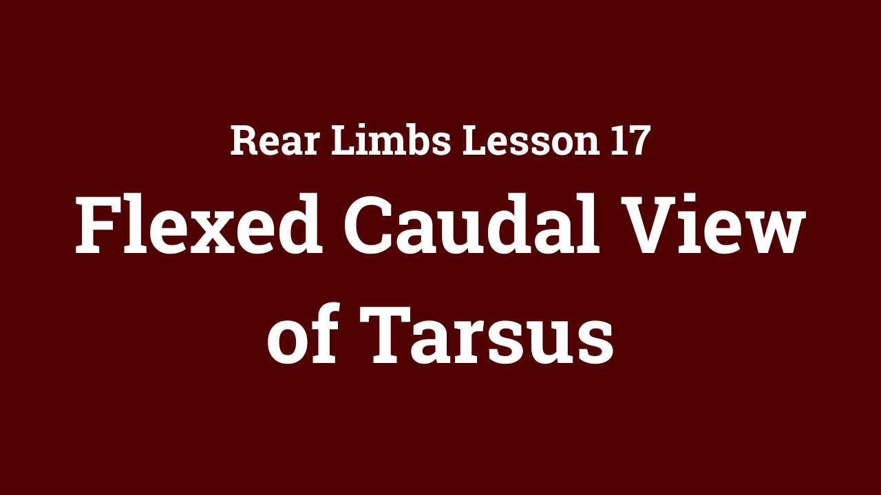 Rear Limbs: Flexed Caudal View of Tarsus