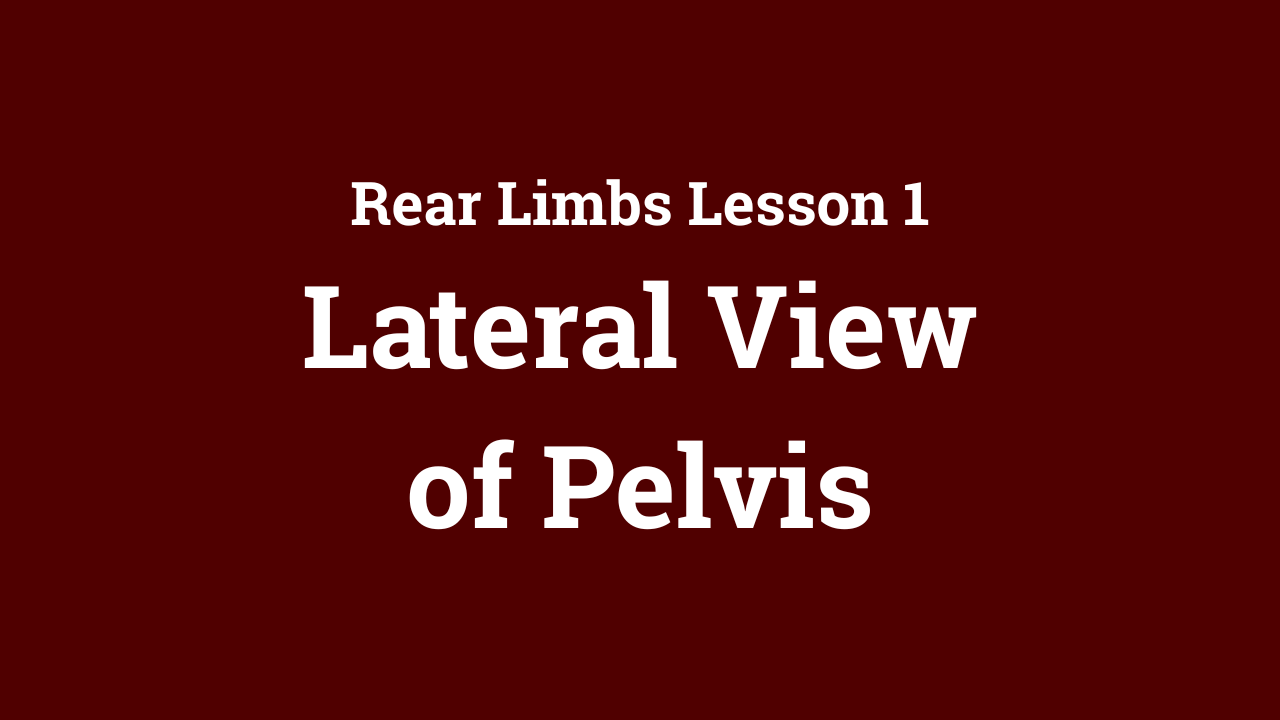 Rear Limbs: Lateral View of Pelvis