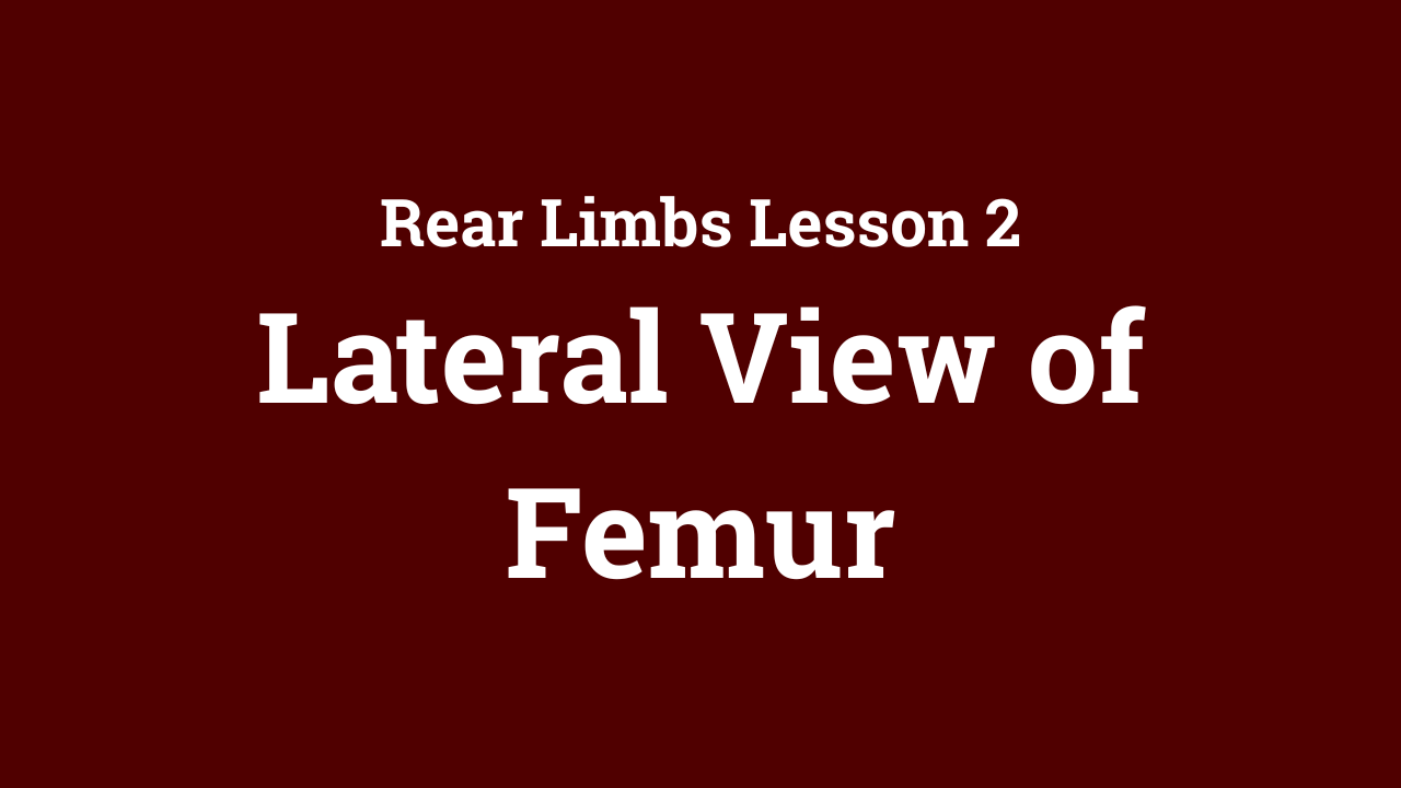 Rear Limbs: Lateral View of Femur