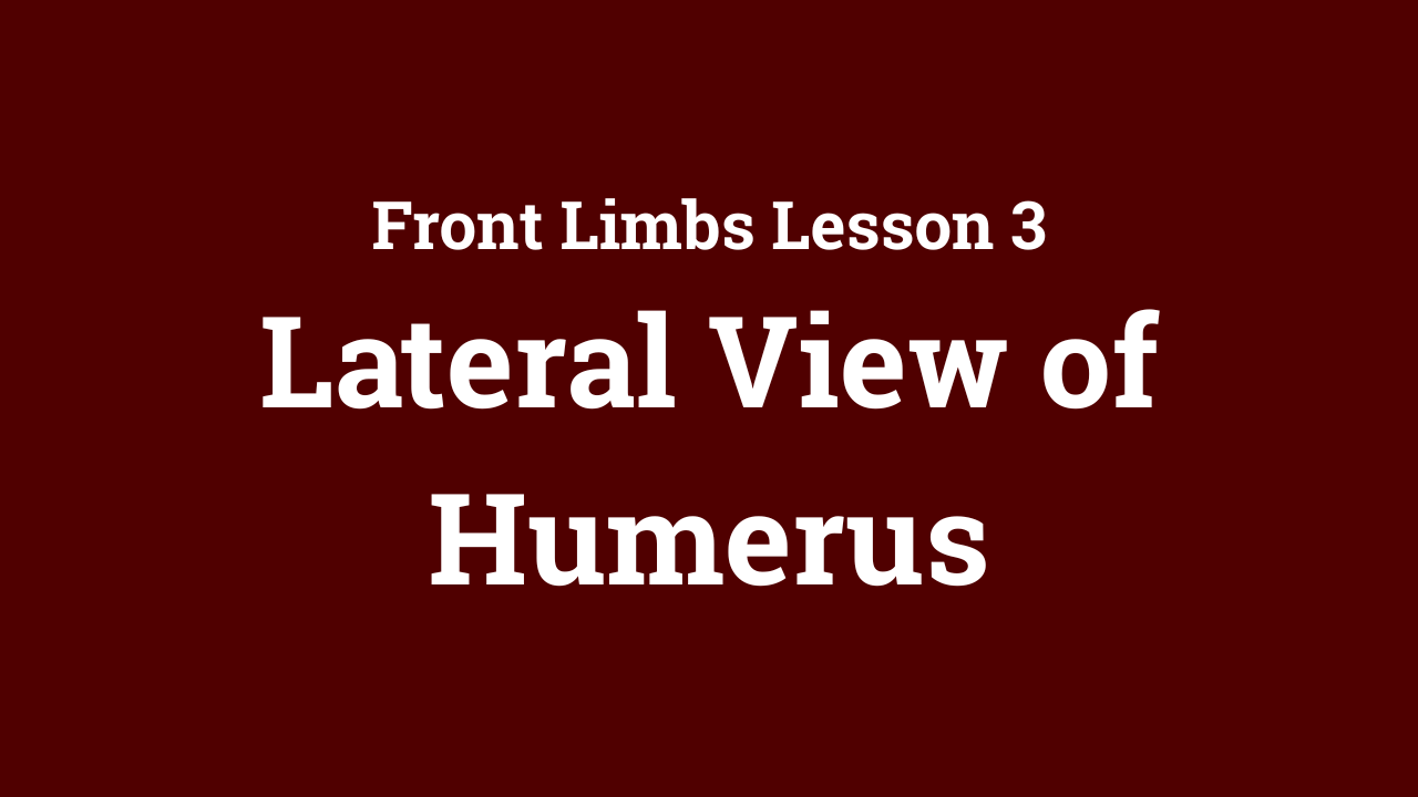 Front Limbs: Lateral View of Humerus
