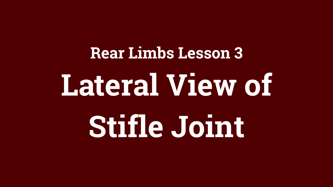 Rear Limb: Lateral View of Stifle Joint
