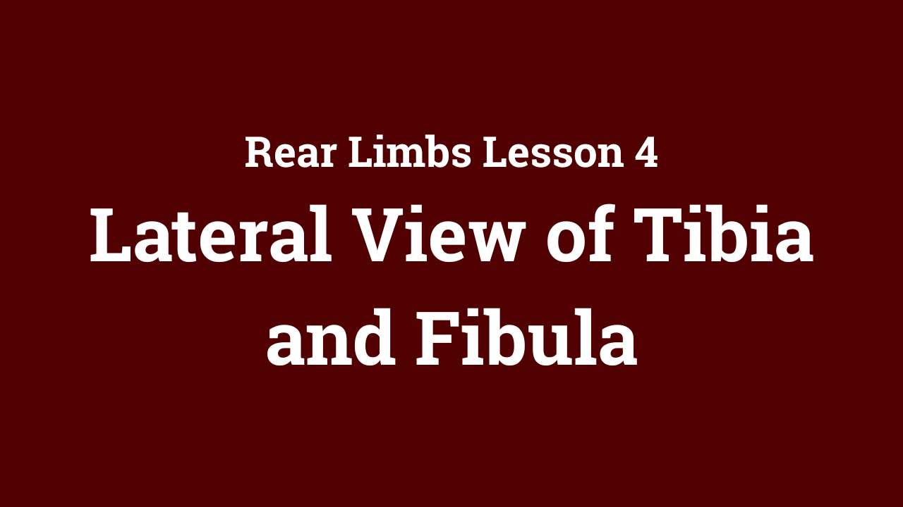 Rear Limbs: Lateral View of Tibia and Fibula