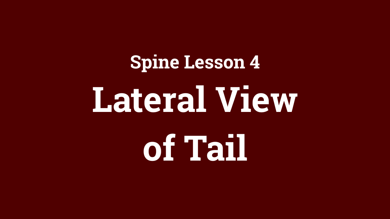 Spine: Lateral View of Tail