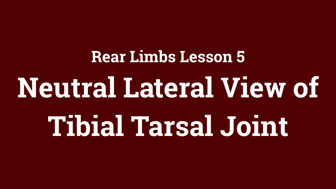 Rear Limbs: Neutral Lateral View of Tibial Tarsal Joint