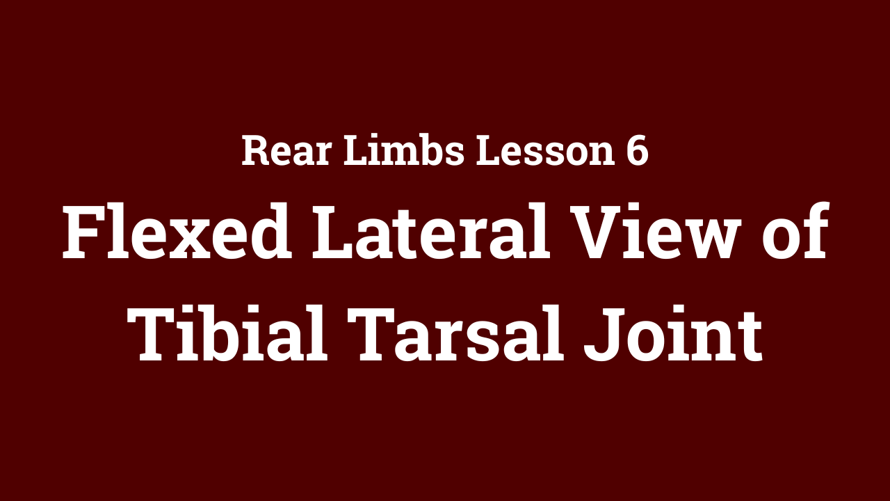 Rear Limbs: Flexed Lateral View of Tibial Tarsal Joint