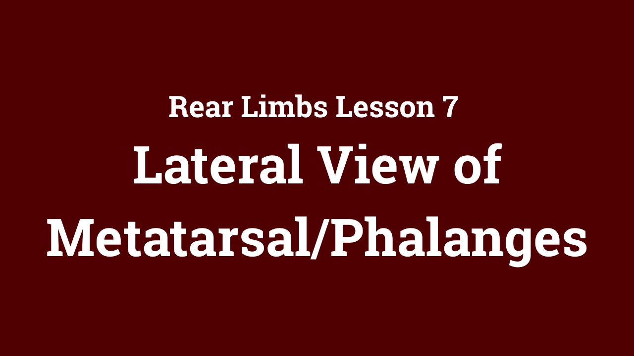 Rear Limbs: Lateral View of Metatarsal/Phalanges