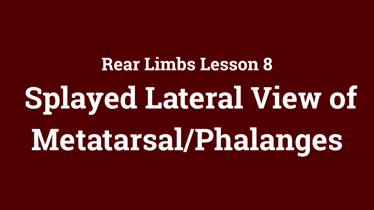 Rear Limbs: Splayed Lateral View of Metatarsal/Phalanges