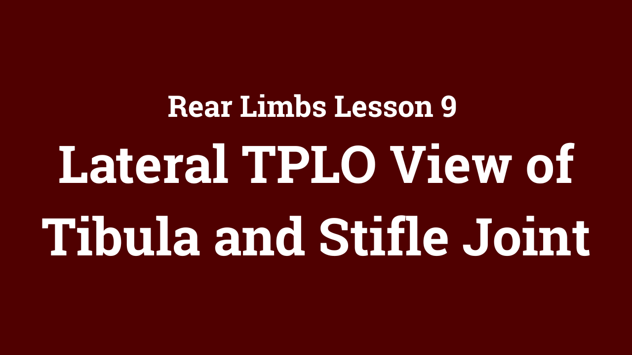 Rear Limbs: Lateral TPLO View of Tibula and Stifle Joint