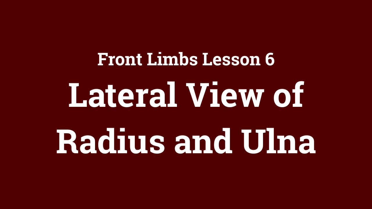 Front Limbs: Lateral View of Radius and Ulna