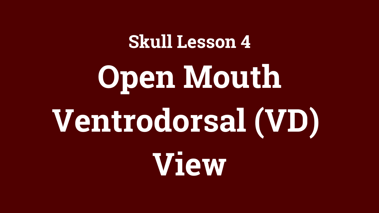 Skull: Open Mouth Ventrodorsal (VD) View