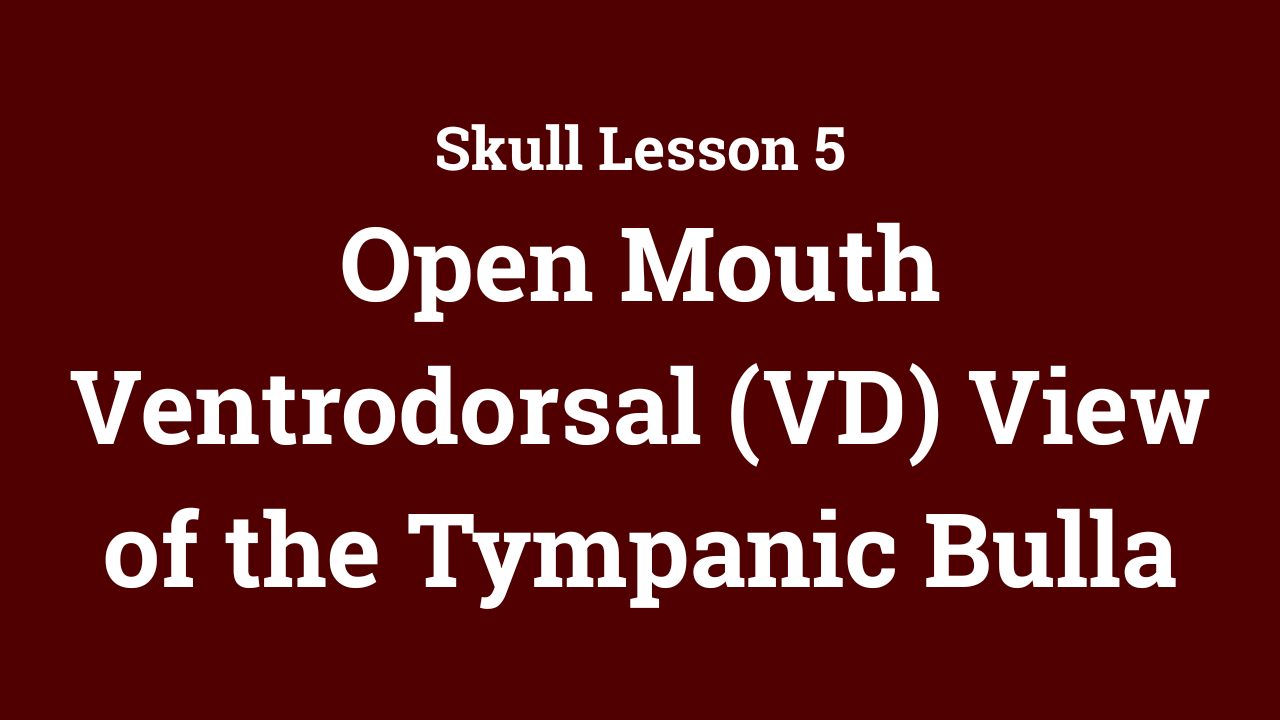 Skull: Open Mouth Ventrodorsal (VD) View of the Tympanic Bulla