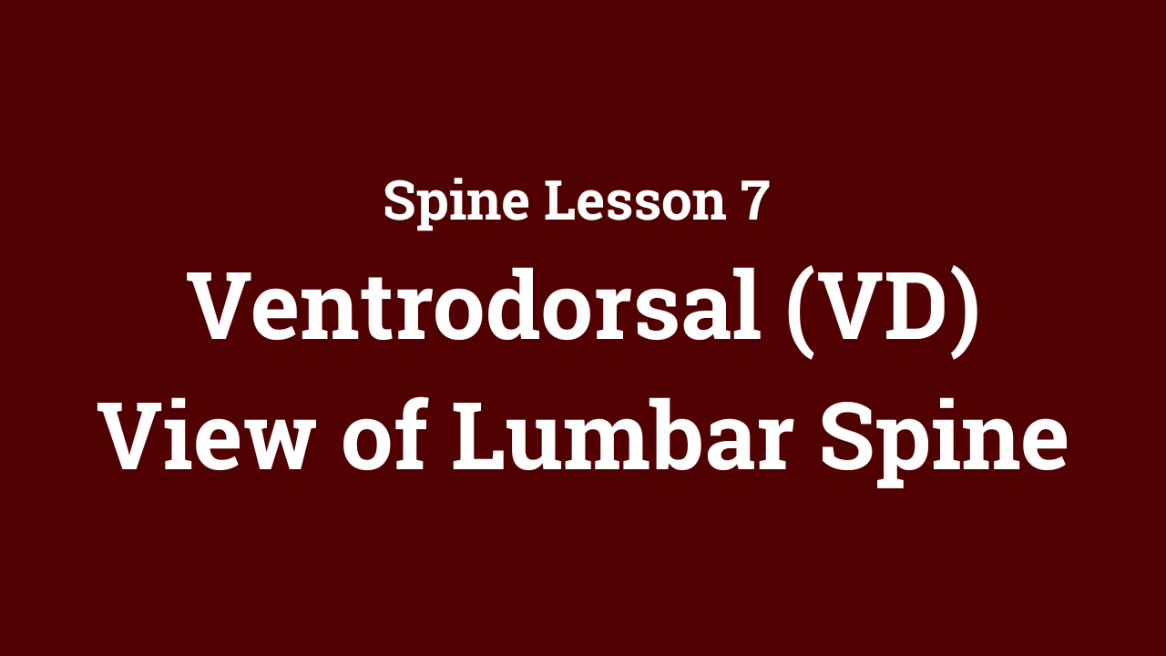 Spine: Ventrodorsal (VD) View of Lumbar Spine