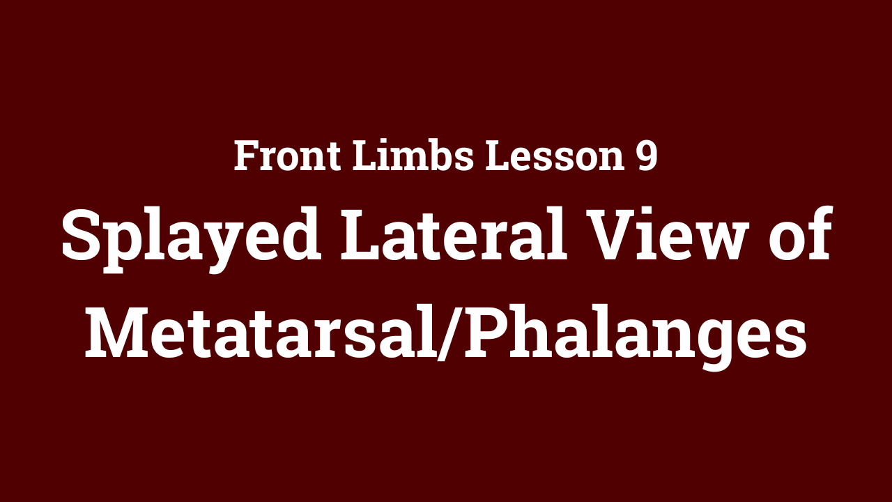 Front Limbs: Splayed Lateral View of Metatarsal/Phalanges