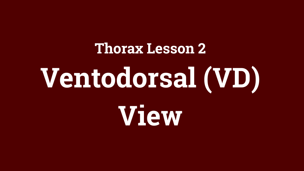 Thorax: Ventodorsal (VD) View