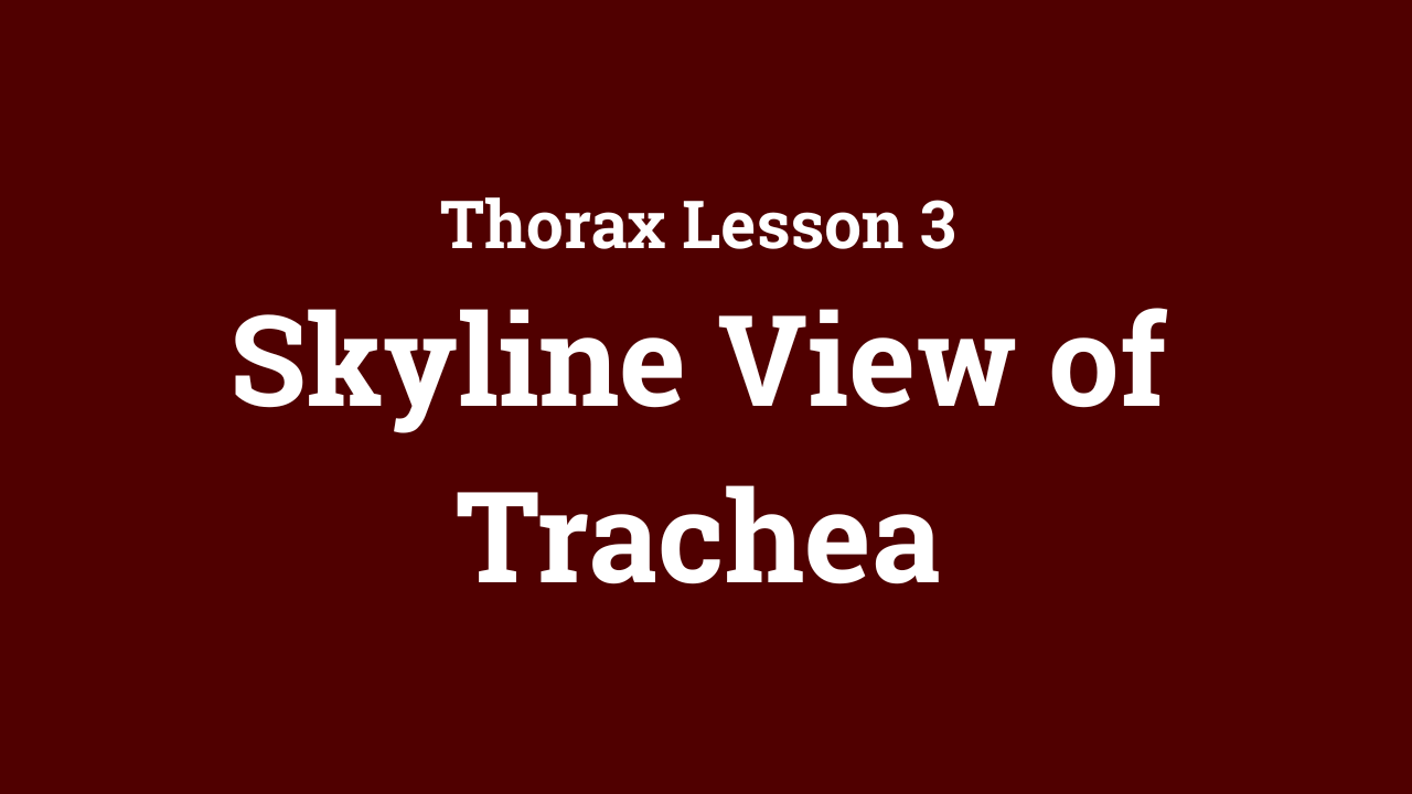 Thorax: Skyline View of Trachea