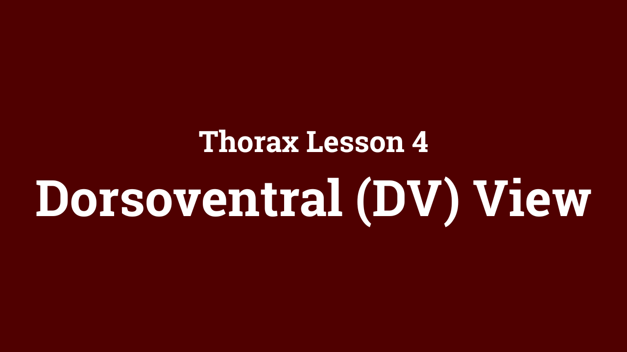 Thorax: Dorsoventral (DV) View